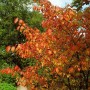 Euonymus Planipes Spindelstrauch mit rot gefärbten Blättern im Herbst.
