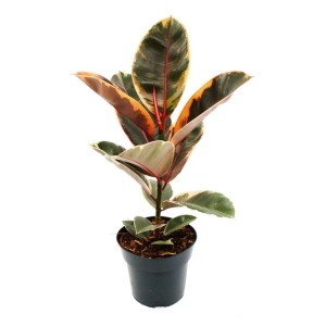 Rotbunter Gummibaum (Ficus Elastica Belize) im 17cm Topf mit auffälligen, mehrfarbigen Blättern.