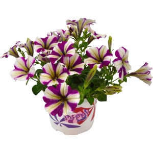 Hängende Petunie 'Peppy' mit gestreiften Blüten im Topf, Hängepflanze für Balkon und Terrasse.