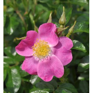 Nahaufnahme einer pinkfarbenen Floribundarose Roselina mit gelber Mitte, umgeben von grünen Blättern.