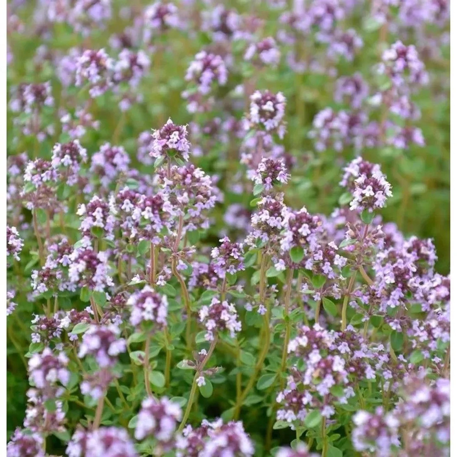 Zitronen Kümmel Thymian - Thymus herba-barona