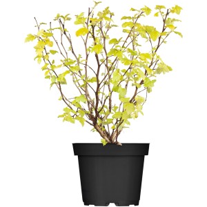 Blasenspiere 'Golden Nugget' im Topf, gelbe Blätter, ca. 30-40 cm hoch.