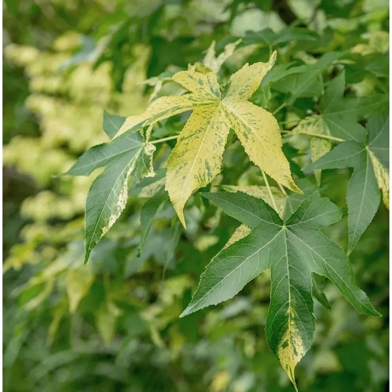 Hochstamm Amberbaum Silver King 80-100cm - Liquidambar styraciflua