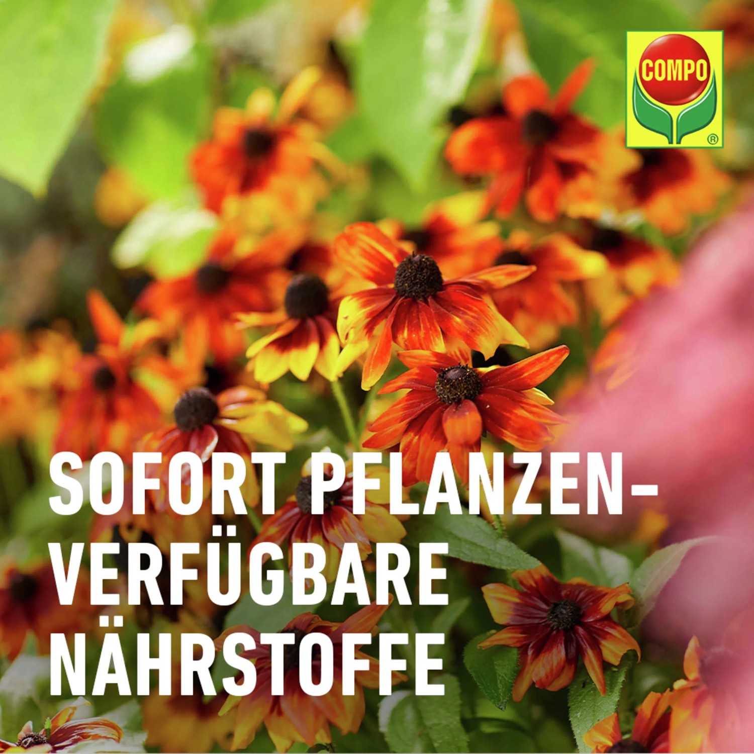Blühende Blumen mit COMPO Bio Blumendünger für Wachstum und Widerstandskraft.