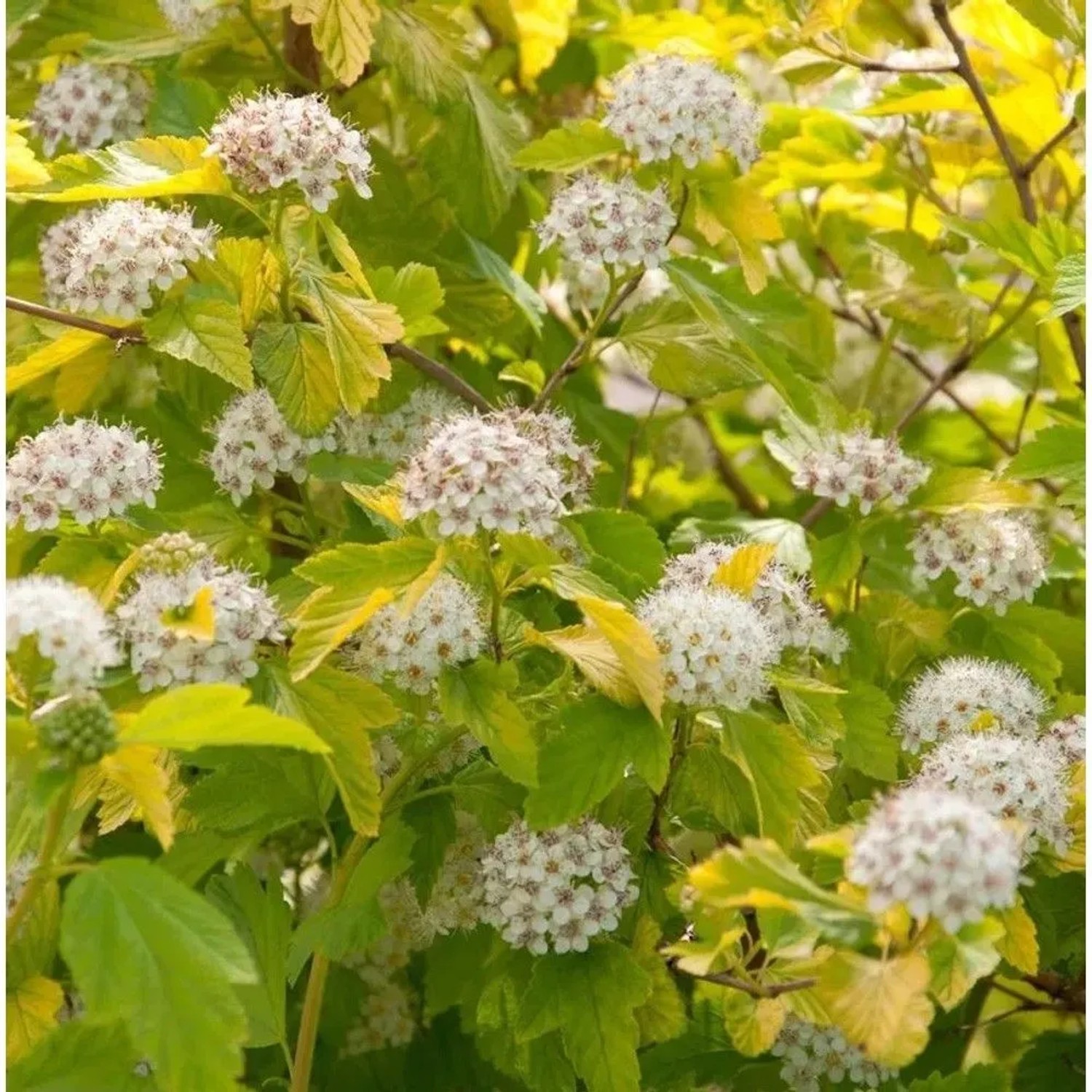 Hochstamm Blasenspiere Darts Gold 80-100cm - Physocarpus opulifolius