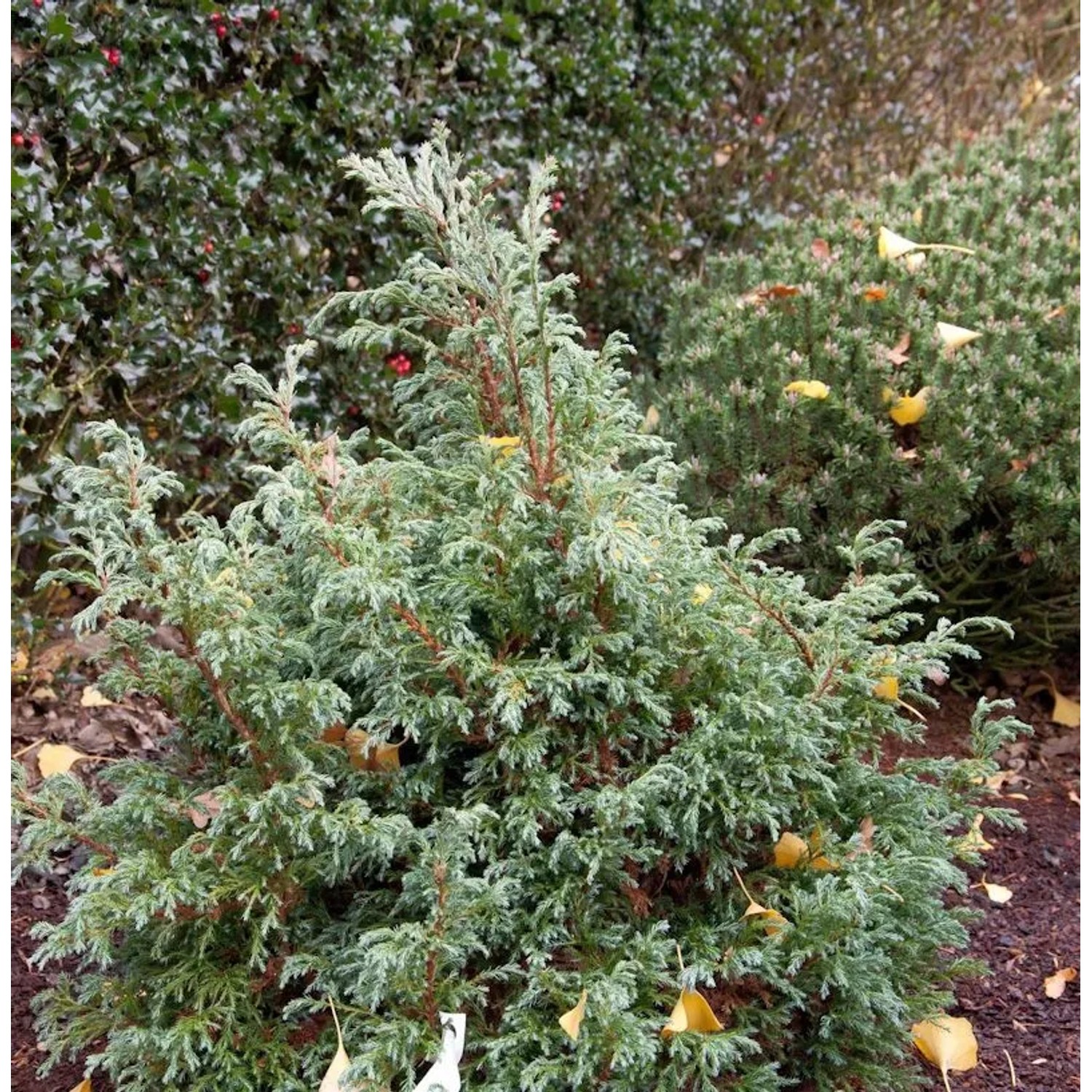 Thumbnail - Zwerg Silberzypresse Baby Blue 20-25cm - Chamaecyparis pisifera