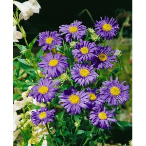 Blühende Sommeraster 'Jungfrau' (Aster X Frikartii) im Topf, violette Blüten mit gelber Mitte.