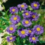 Blühende Sommeraster 'Jungfrau' (Aster X Frikartii) im Topf, violette Blüten mit gelber Mitte.