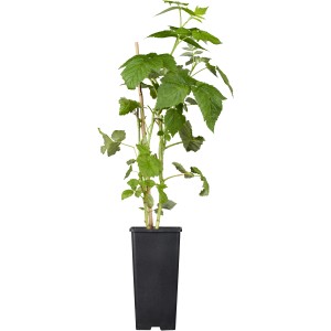 Junge, grüne Himbeerpflanze 'Autumn Bliss' im schwarzen Topf (ca. 2 l).