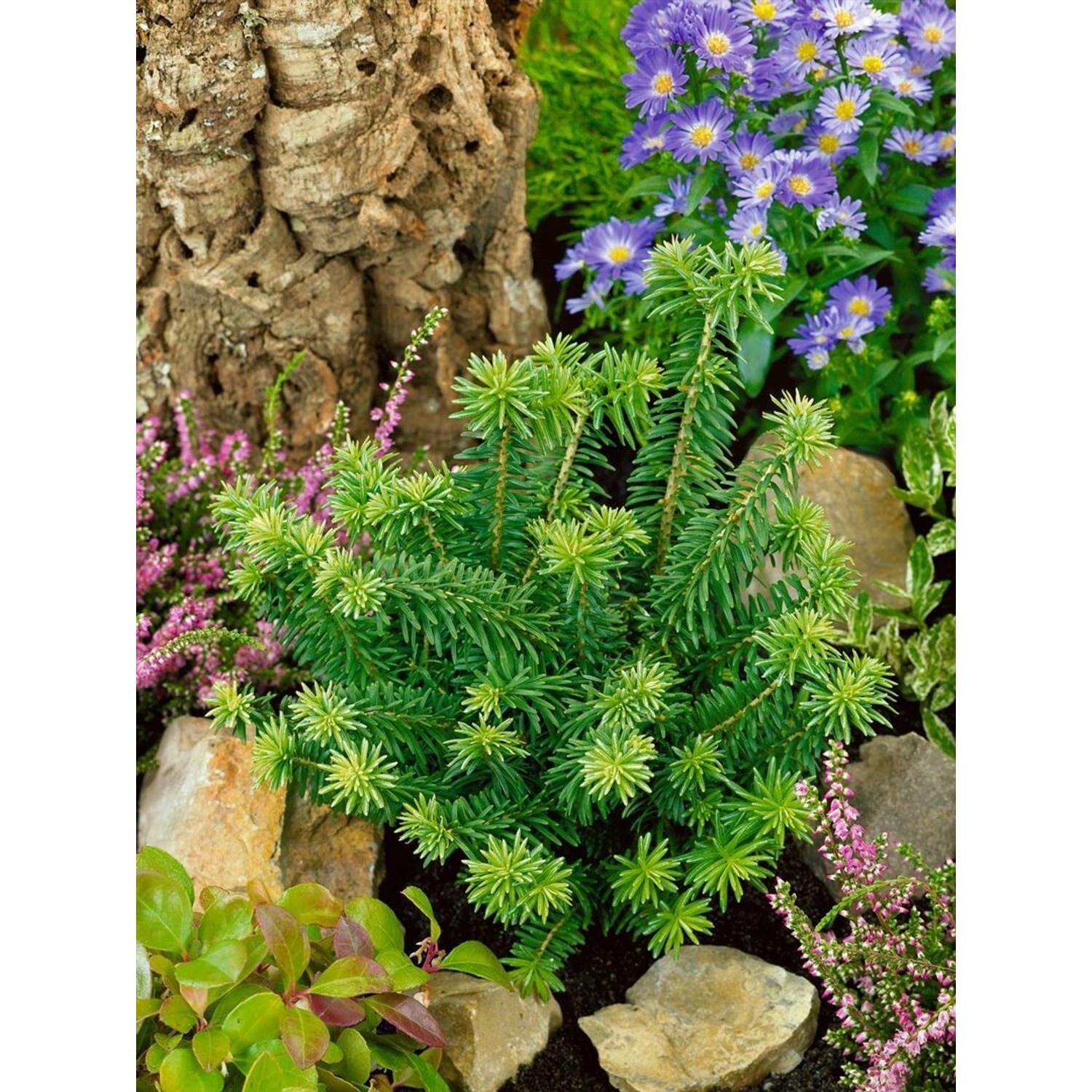Abies Balsamea Kiwi Balsamtanne Kompakt 20–25 cm günstig online kaufen