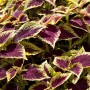Nahaufnahme der Buntnessel (Coleus) mit mehrfarbigen Blättern, ideal als Stehpflanze für Balkon und Garten.
