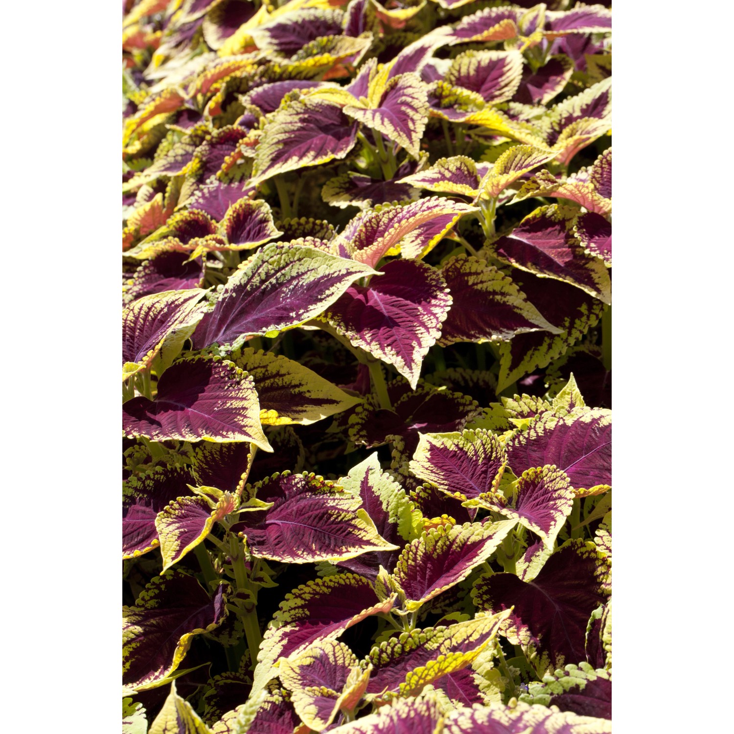 Nahaufnahme der Buntnessel (Coleus) mit mehrfarbigen Blättern, ideal als Stehpflanze für Balkon und Garten.