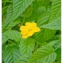 Nahaufnahme eines goldgelben Ranunkelstrauchs (Kerria japonica) mit grünen Blättern.