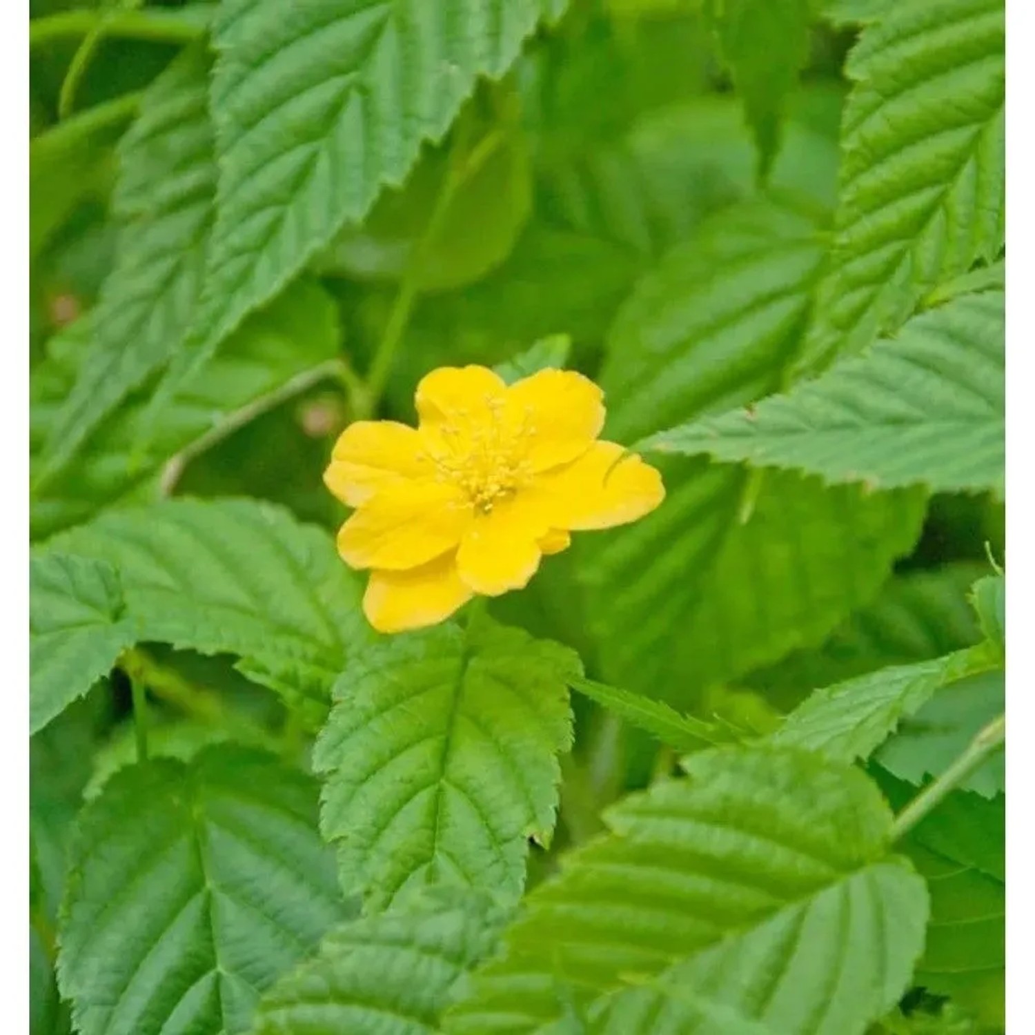 großblumiger Ranunkelstrauch Golden Guinea 80-100cm - Kerria japonica
