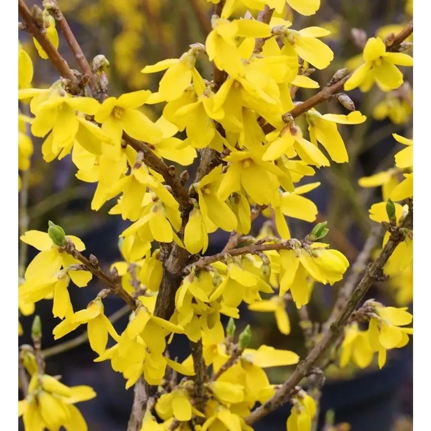 Forsythie Lynwood 100-125cm - Forsythia
