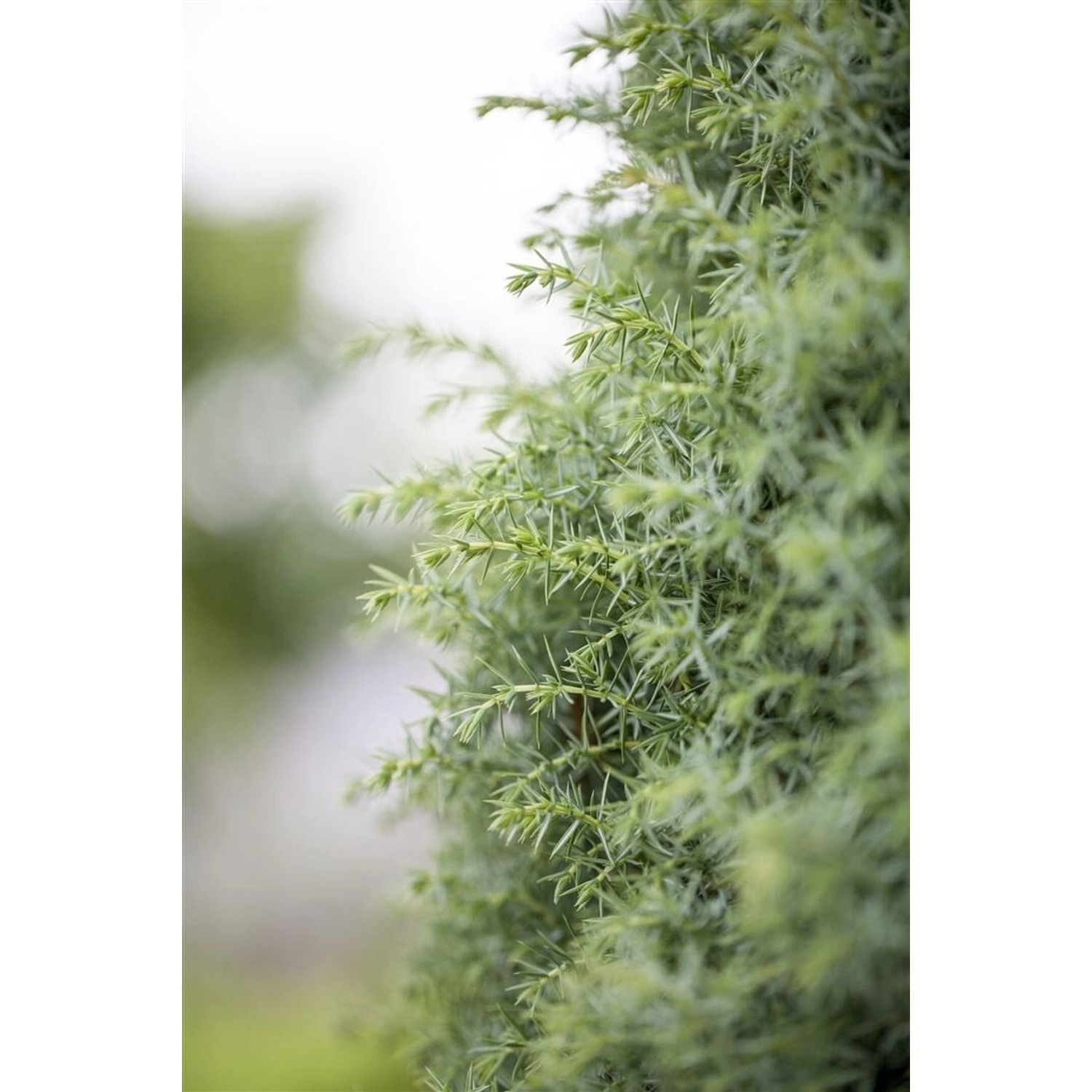 Juniperus Communis Sieben Steinhäuser Wacholder 80–100 cm günstig online kaufen