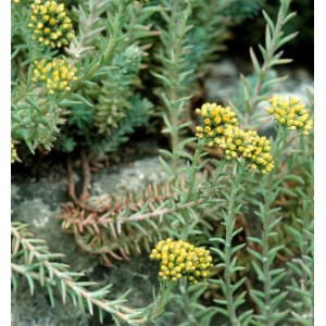Felsen-Fetthenne Elegans (Sedum reflexum) mit gelben Blüten auf Stein.