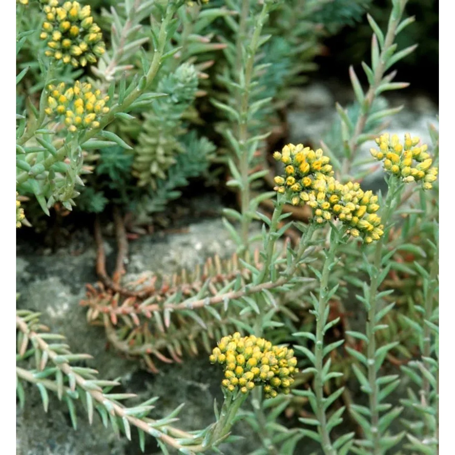 Felsen Fetthenne Elegans - Sedum reflexum
