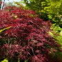 Acer Palmatum Red Pygmy: Japanischer Ahorn mit tiefroten Blättern im Garten.