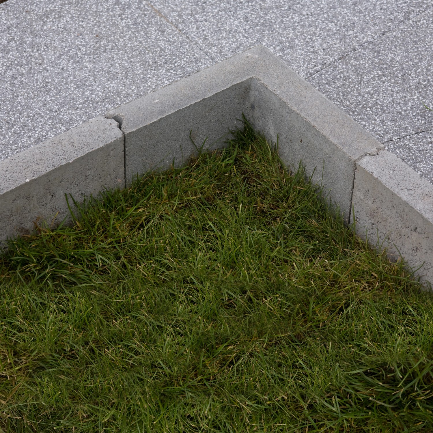 EHL Rasenkantenstein Beton Grau 100 x 25 x 5 cm bei OBI