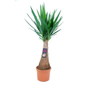 Palmlilie Maya Tree (Yucca) im Topf, ca. 90cm hoch. Dekorative Zimmerpflanze.