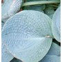 Blaugrüne Funkie 'Love Pat' (Hosta tokudama) mit großen, runden Blättern.