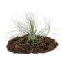 Exotenherz Tillandsia Argentea auf Lavagestein, eine dekorative, lose Tillandsien Pflanze.