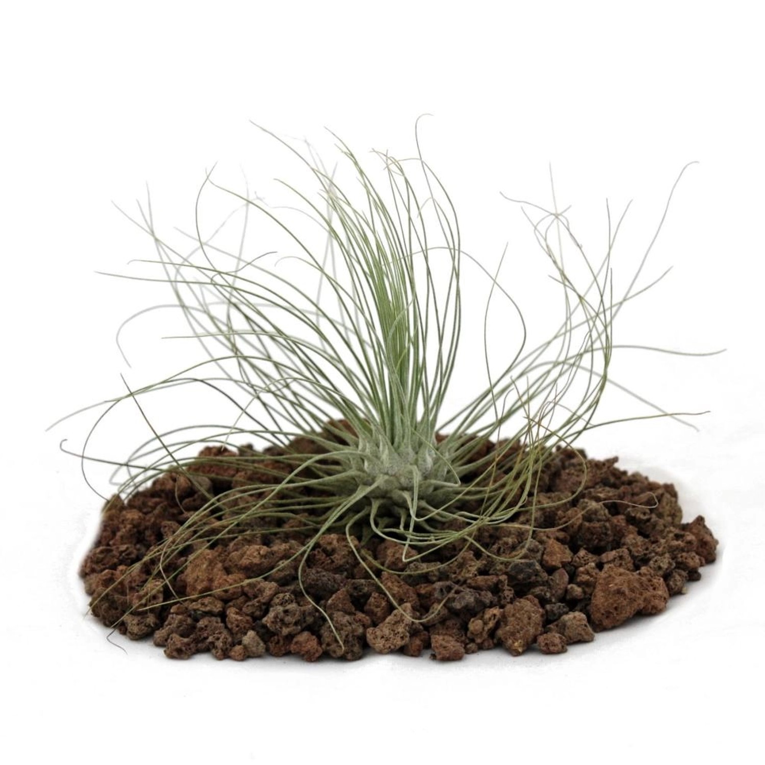 Exotenherz Tillandsia Argentea Lose Pflanze