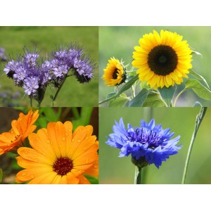Blu Bienenweide Mix: Topf mit blühenden Phacelia, Sonnenblume, Ringelblume und Kornblume.