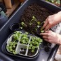 Elho Green Basics Saatschale in Grün mit Setzlingen und Händen beim Einpflanzen.