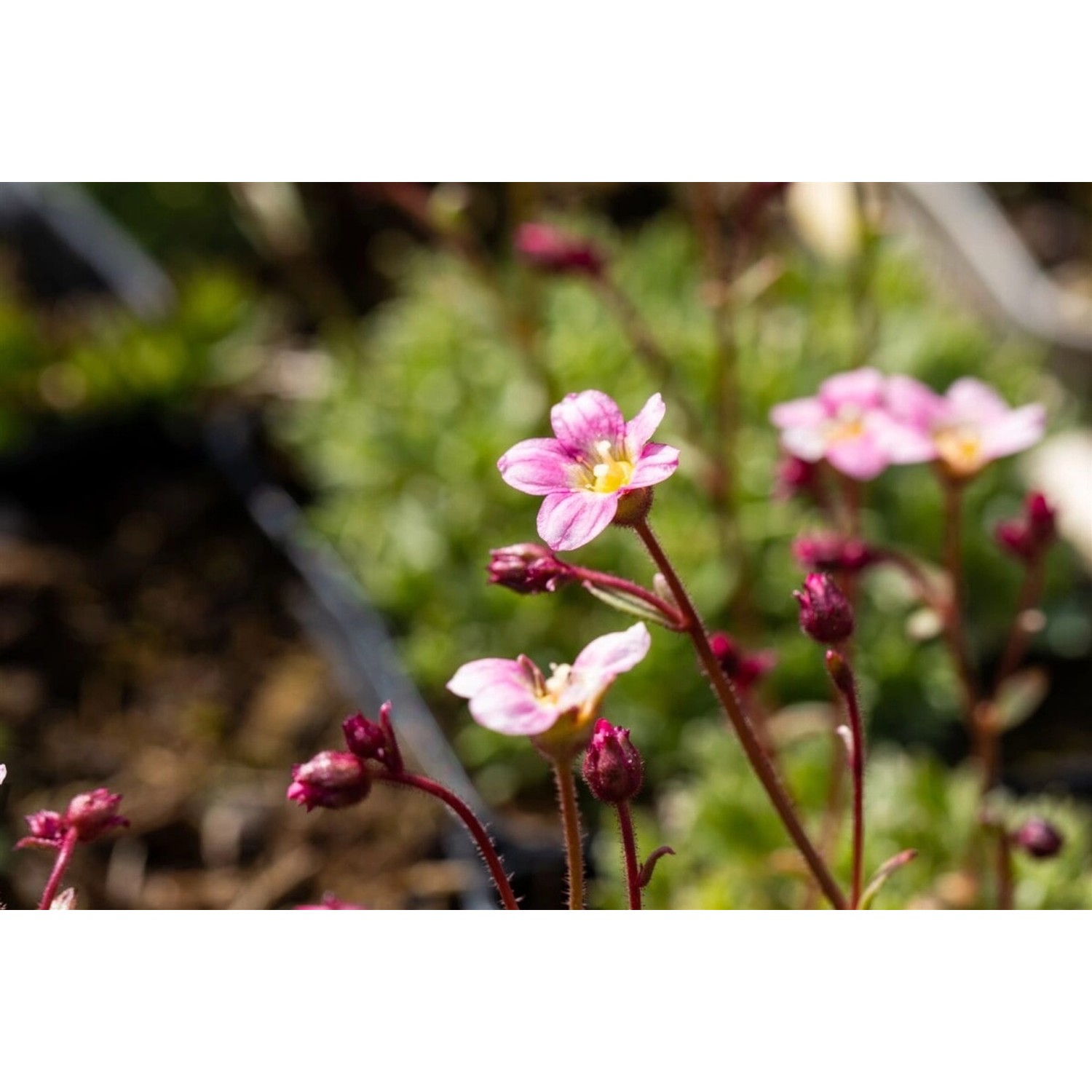 Saxifraga X Arendsii Silver Cushion Polster-Steinbrech Ca. 9x9 cm Topf günstig online kaufen