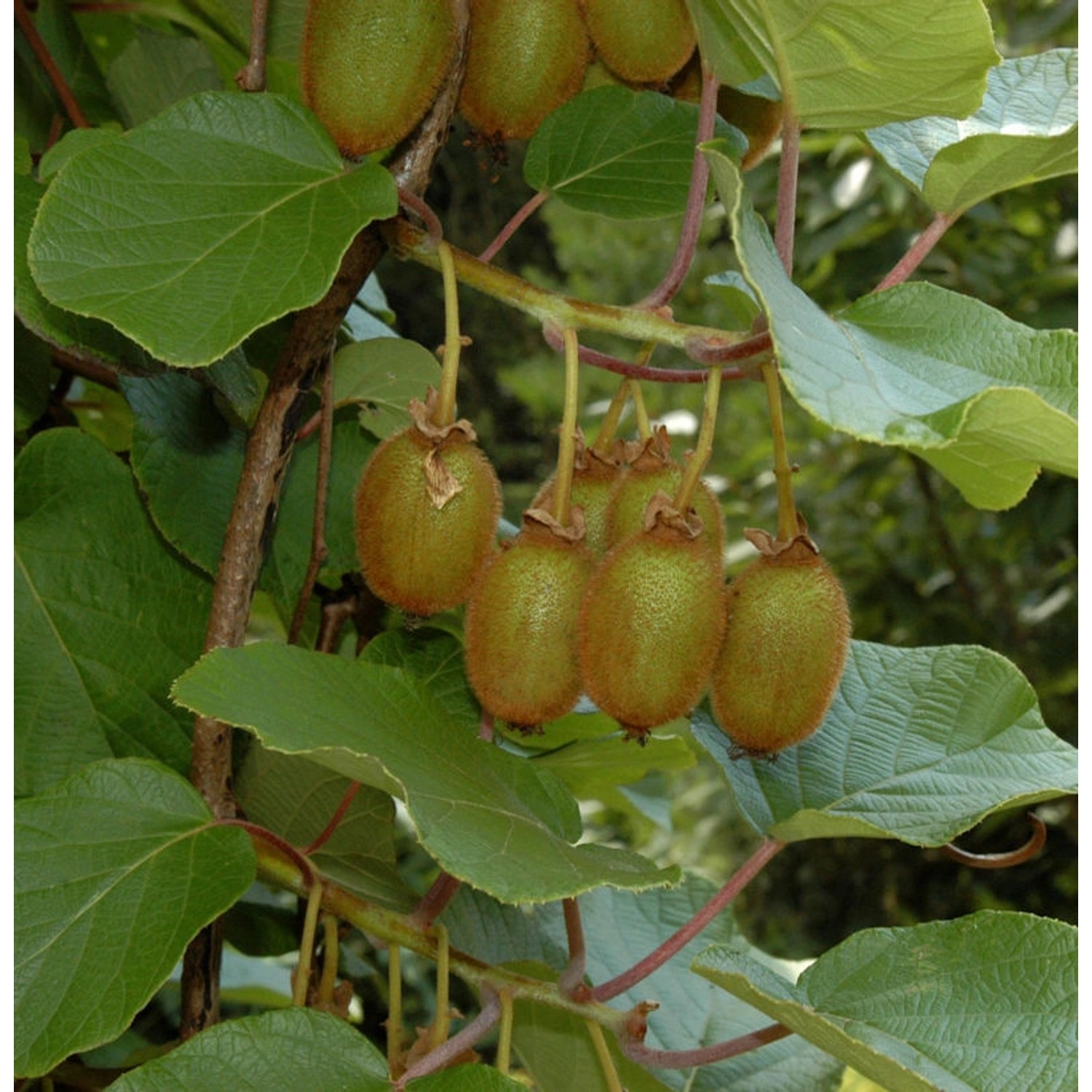 Selbstfruchtende Kiwi Issai 40-60cm - Actinidia arguta günstig online kaufen