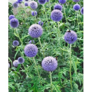 Blühende Kugeldistel (Echinops Banaticus) im 9x9 cm Topf mit blauen Blüten.