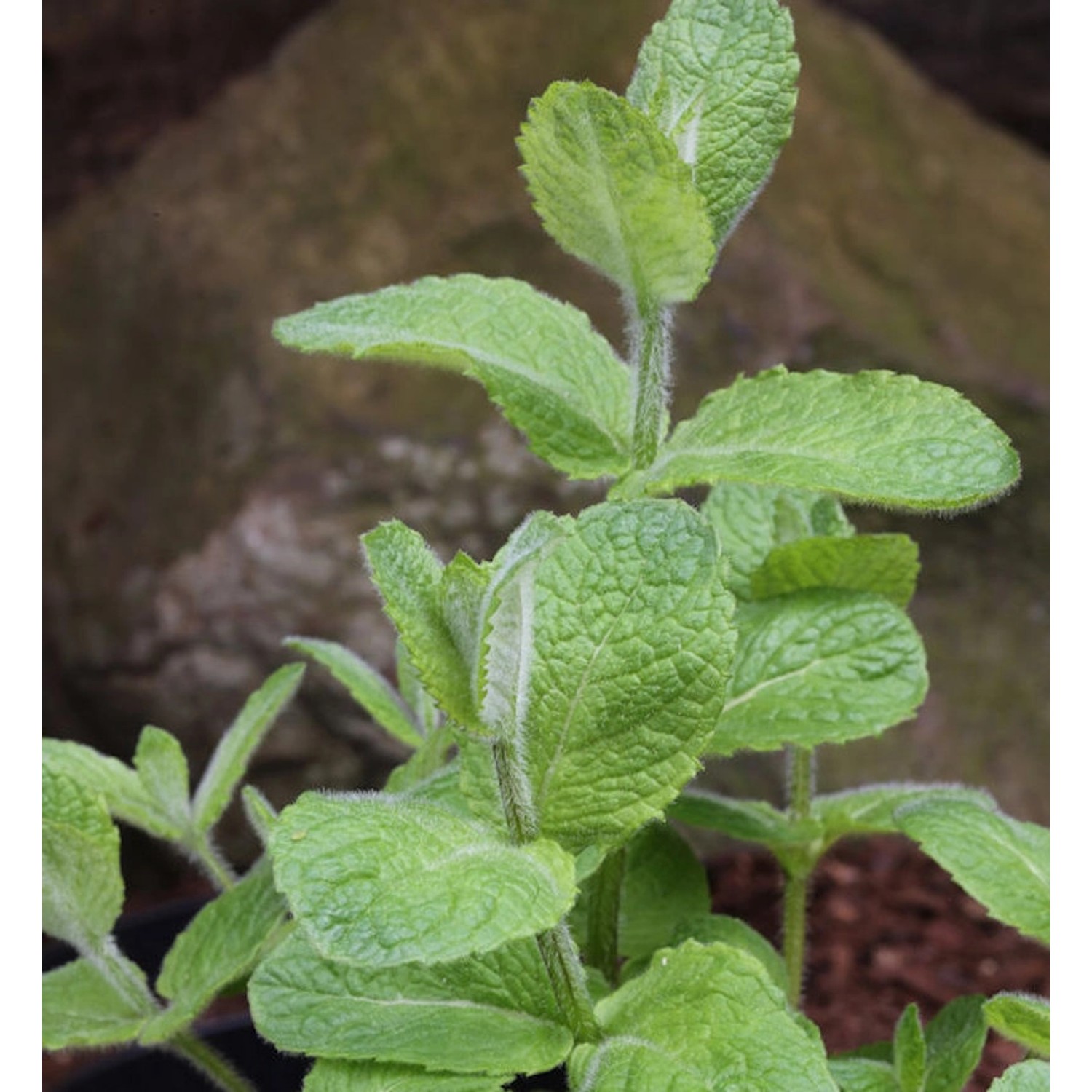 Apfelminze - Mentha suaveolens günstig online kaufen