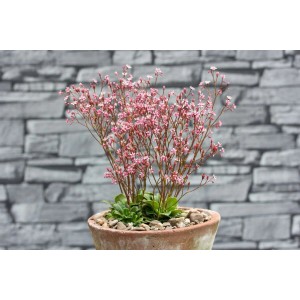 Teppich-Steinbrech 'Clarence Elliott' im 9x9 cm Topf mit zartrosa Blüten.