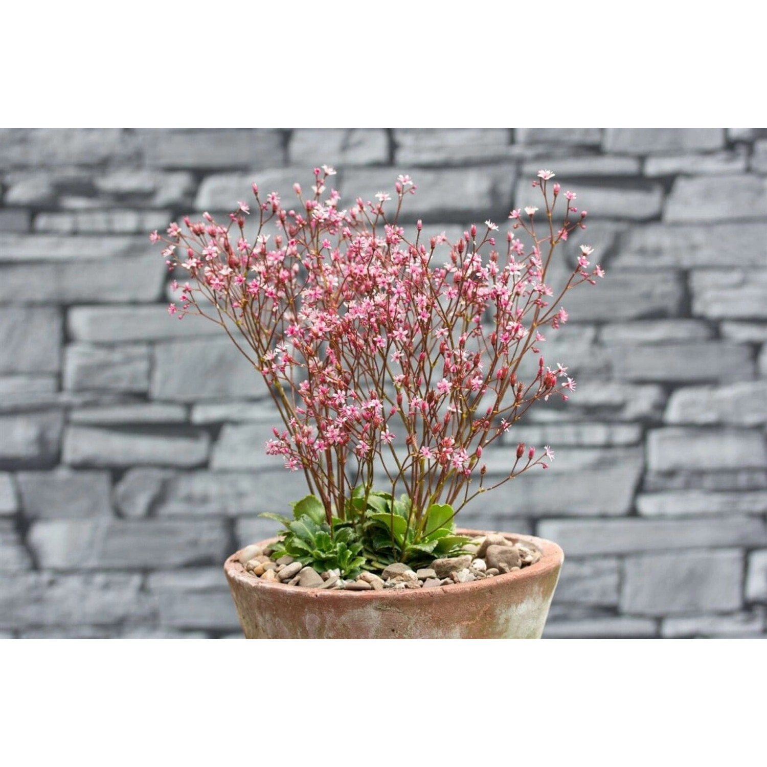 Saxifraga X Urbium Clarence Elliott Teppich Steinbrech Gen. Ca. 9x9 cm Topf günstig online kaufen