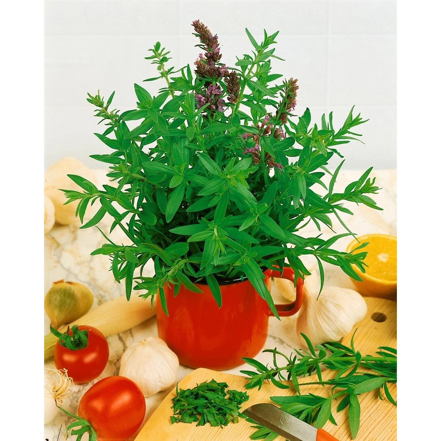 Hyssopus Officinalis (Echter Ysop) im 9x9 cm Topf mit grünen Blättern und lila Blüten.