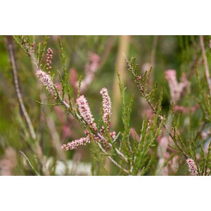 Nahaufnahme der rosafarbenen Blüten der Tamarix Parviflora (Rosarote Tamariske).