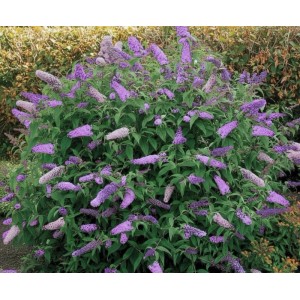 Baumfink Schmetterlingsflieder Black Knight als Topfpflanze 60-100cm