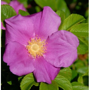 Nahaufnahme einer pinkfarbenen Apfelrose (Rosa rugosa) mit gelber Mitte und grünen Blättern.