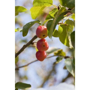 Zierapfel 'Red Sentinel' mit roten Früchten an einem Ast, Laub erkennbar.