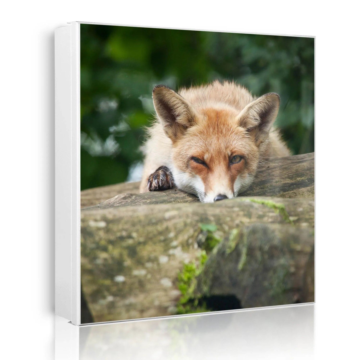 Banjado Großer Schlüsselkasten Metall 30x30cm Weiß Scharnier Rechts 50 Haken Beschreibbar Magnetisch Motiv Fuchs Relax