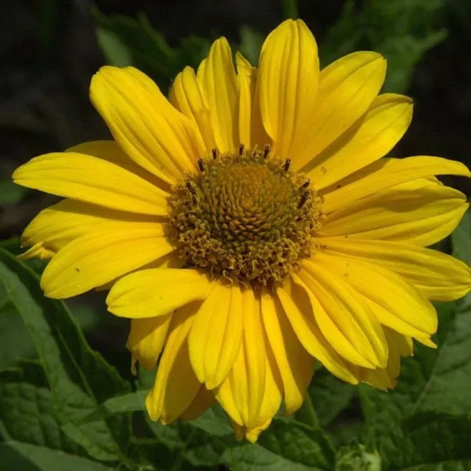 Sonnenauge Spitzentänzerin - Heliopsis scabra