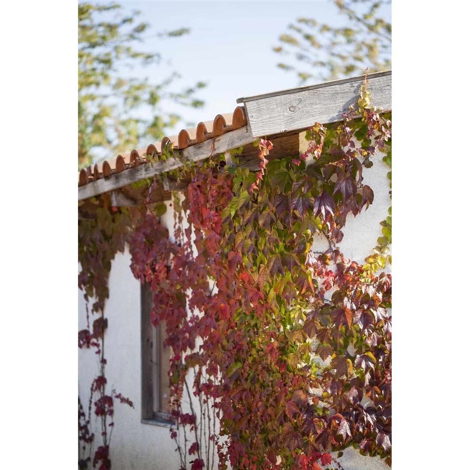 Wilder Wein (Parthenocissus quinquefolia) mit rot gefärbten Blättern an einer Hauswand.