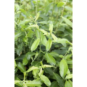 Junge Grau-Weide (Salix cinerea) mit grünen Blättern, 60-100 cm hoch.