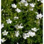Weiß blühender Storchenschnabel Sanne (Geranium cultorum), eine Staude für sonnige Standorte.