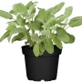 GROW by OBI Salbei im Topf, grüne Blätter. Aromatische Salvia Pflanze für Beet und Küche.