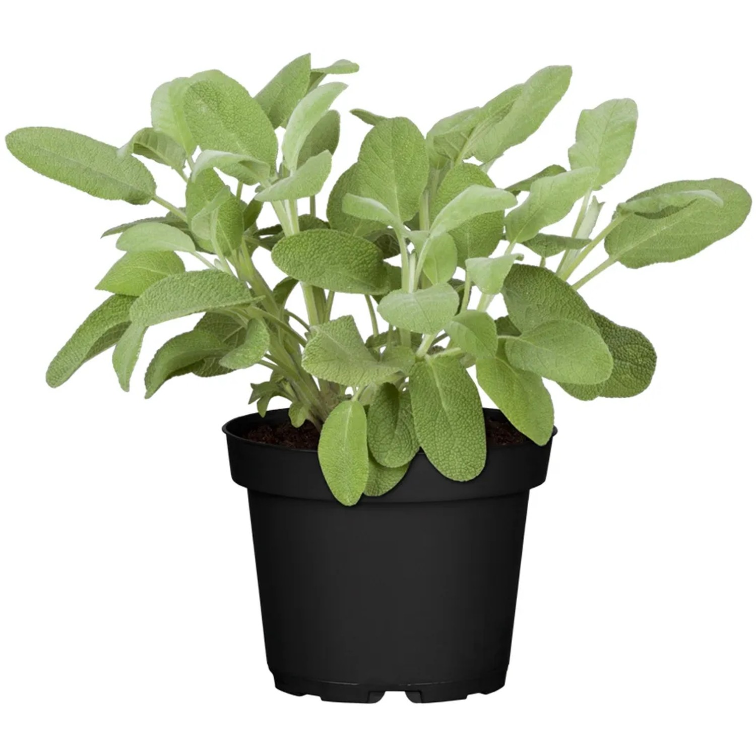 GROW by OBI Salbei im Topf, grüne Blätter. Aromatische Salvia Pflanze für Beet und Küche.