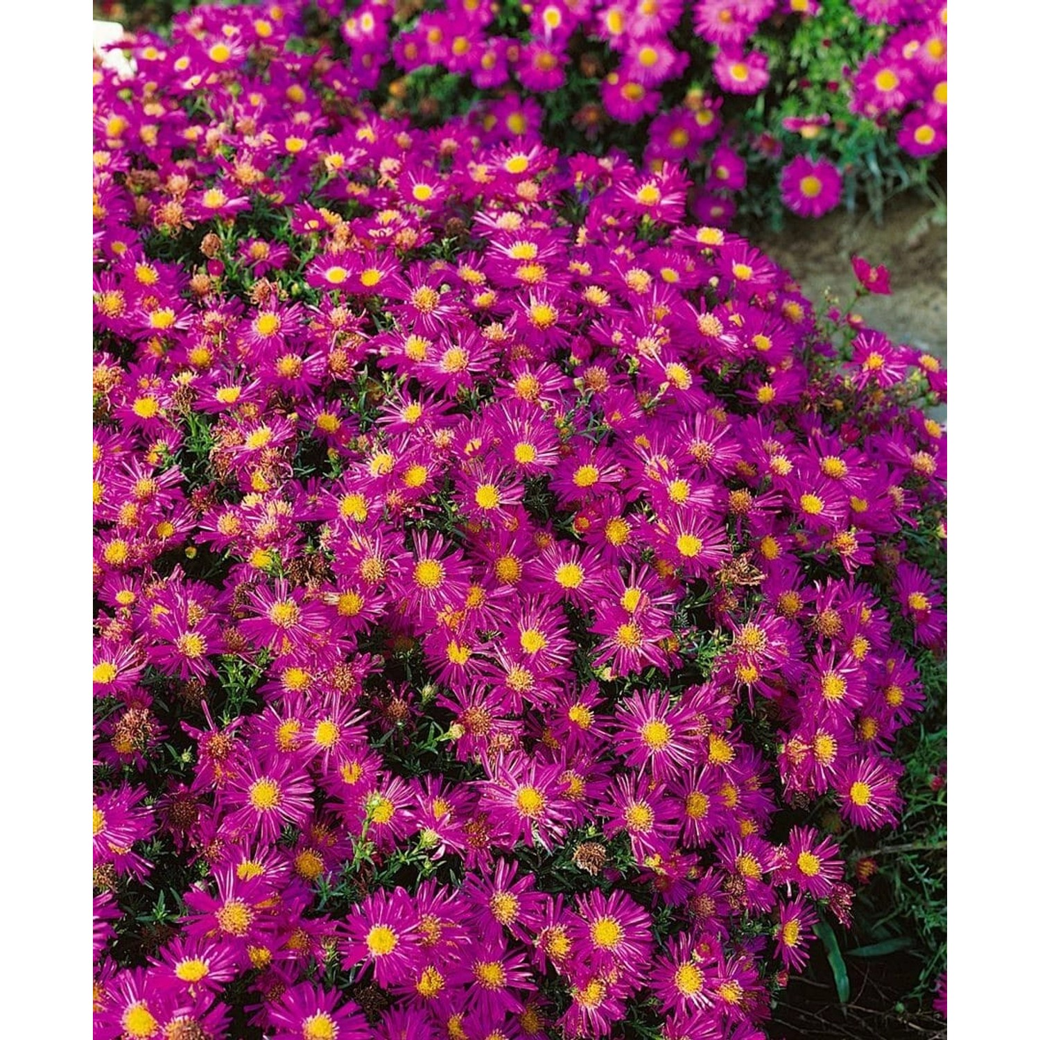 Aster Dumosus Alice Haslam Kissenaster Ca. 9x9 cm Topf günstig online kaufen