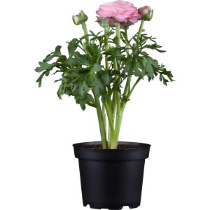 Rosa Ranunkel im Topf, ca. 11 cm Ø, ideal für Frühjahrsbepflanzung.